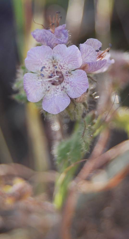 phacelia-cicutaria-10apr2013-8