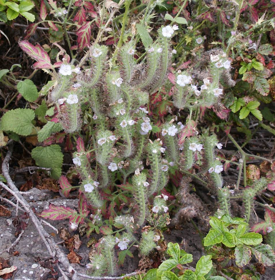 phacelia-cicutaria-22june2003-a
