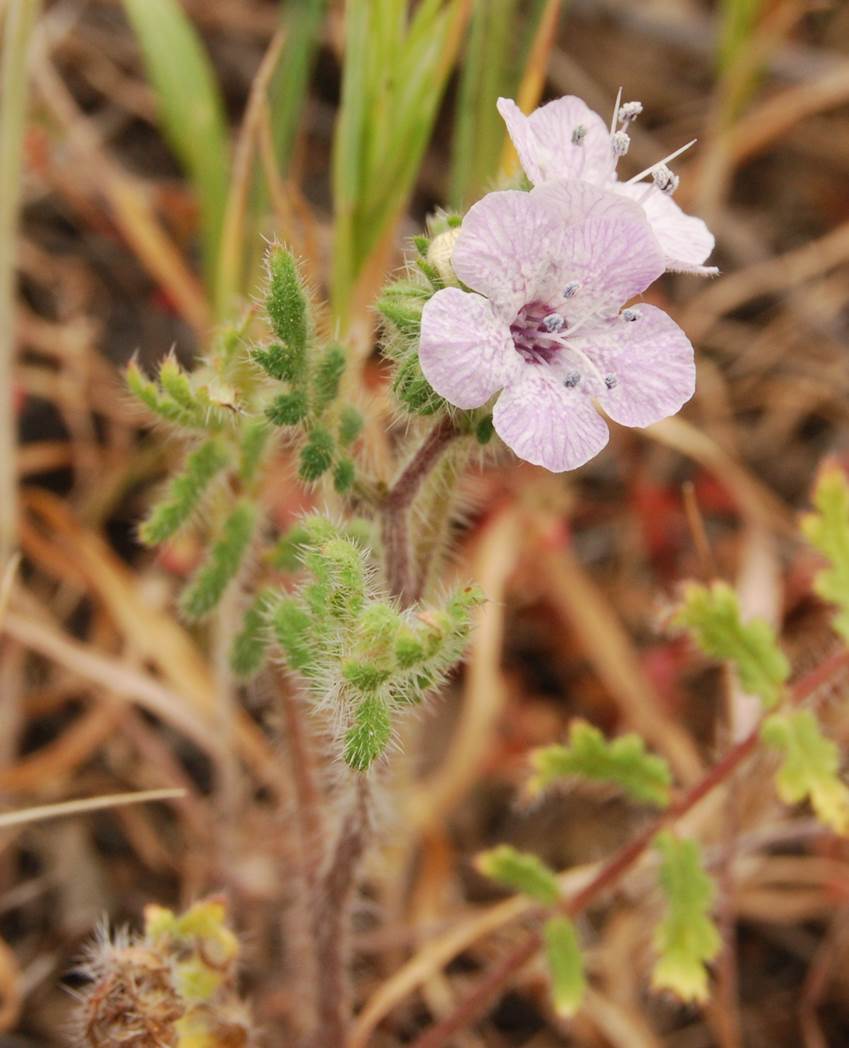 phacelia-cicutaria-5mar2013-18