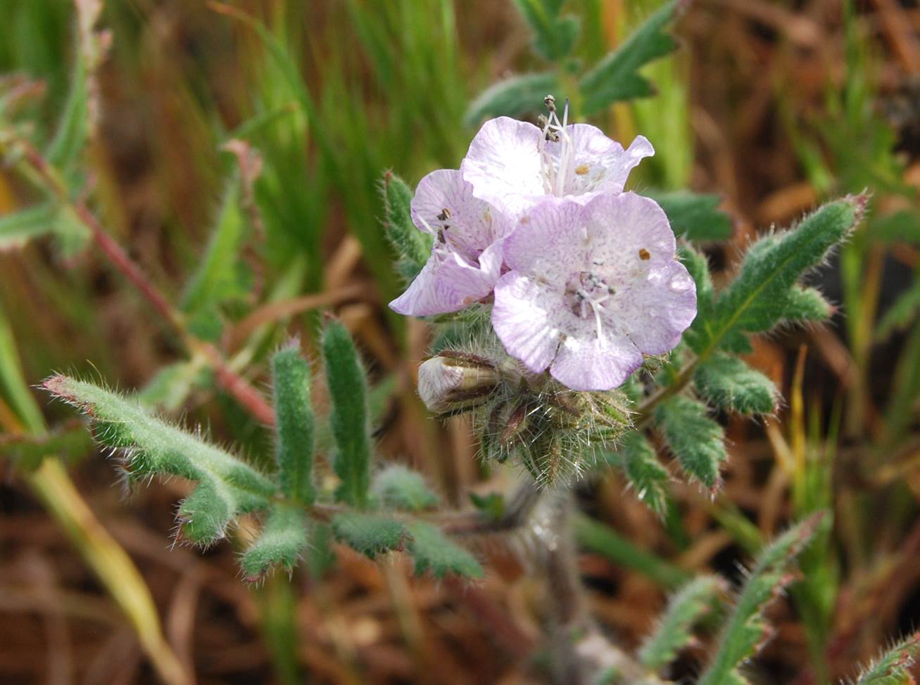 phacelia-cicutaria-7mar2013-3