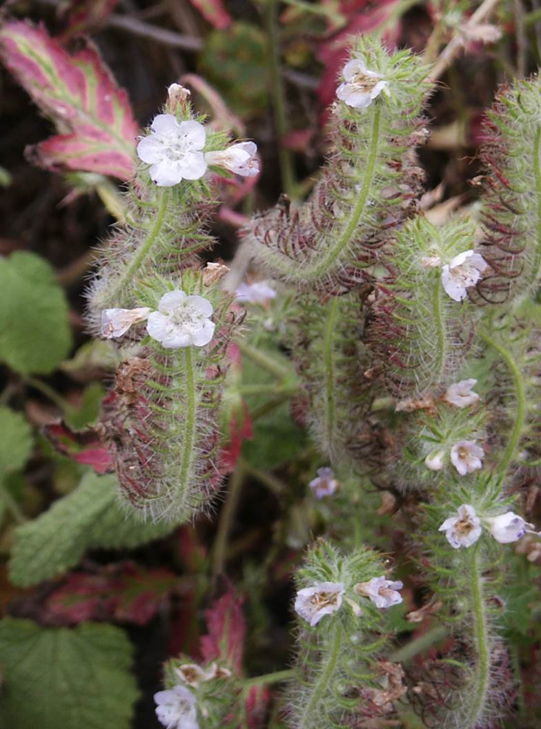 phacelia-circutaria-22june2003-b