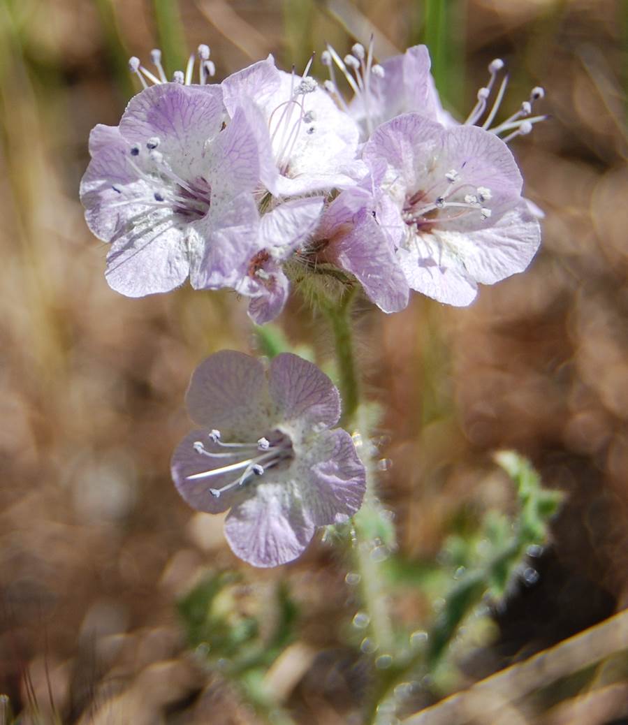 phacelia-circutaria-38mar2008-4