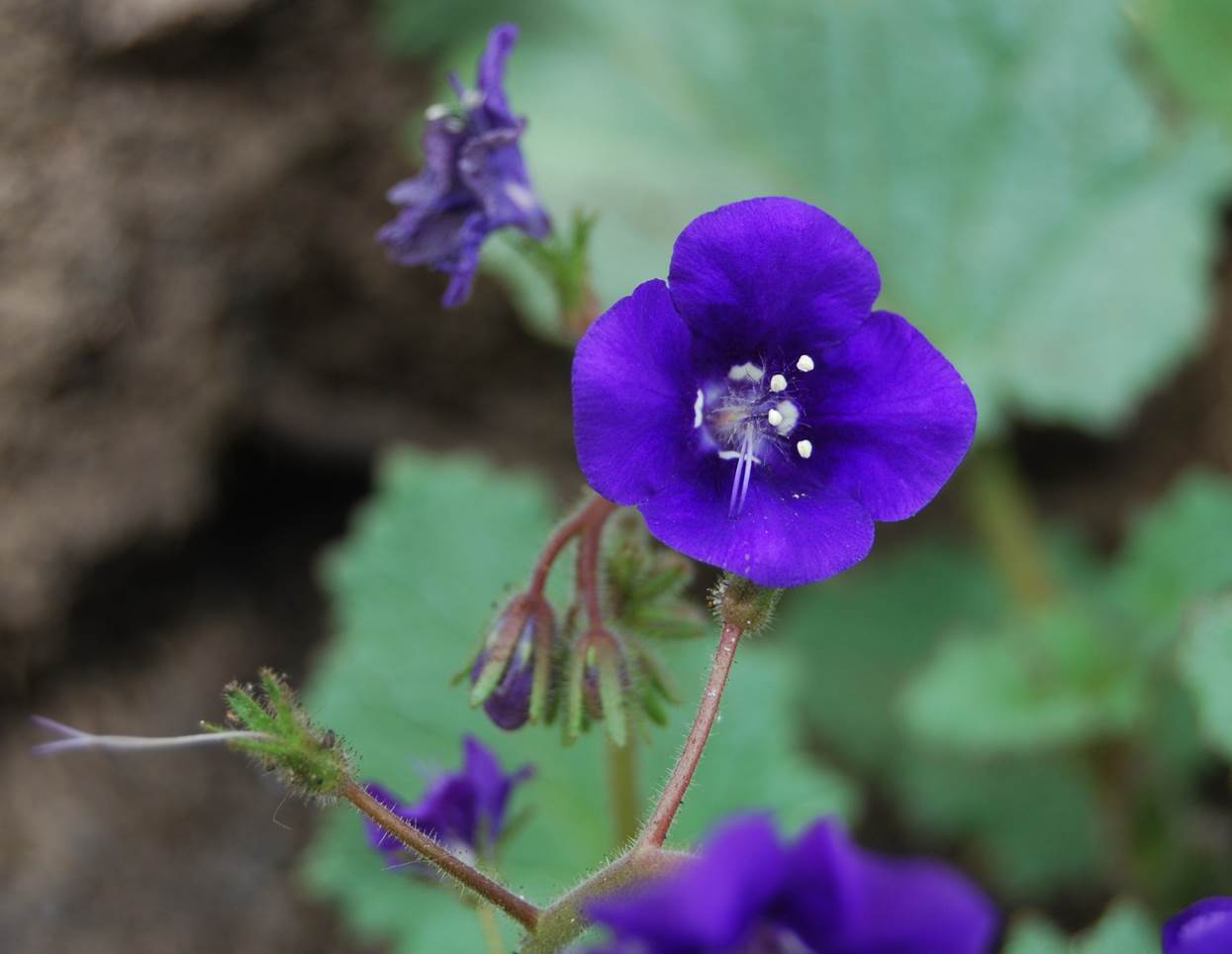 phacelia-parryi-10mar2015-4