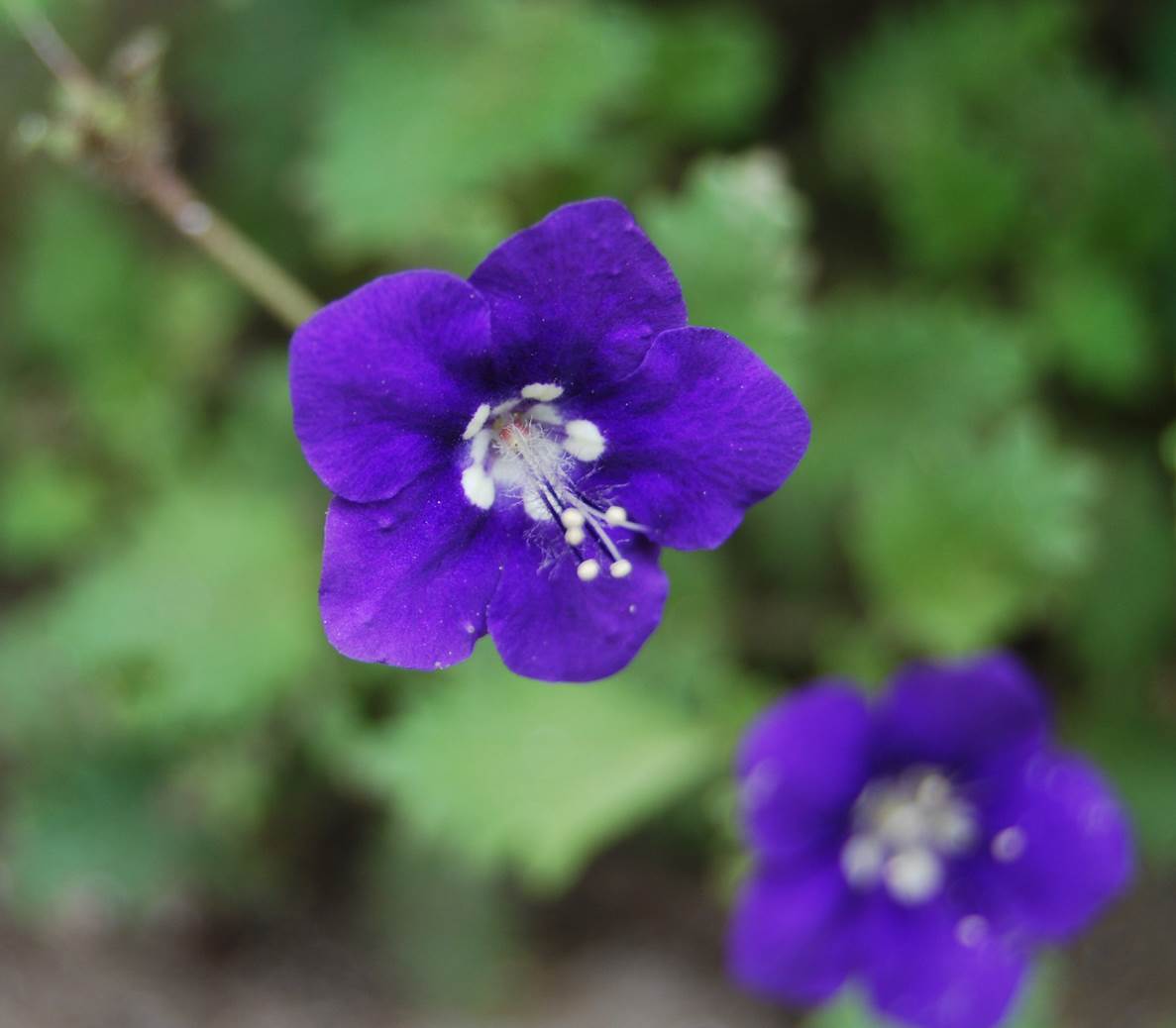 phacelia-parryi-11mar2015-16