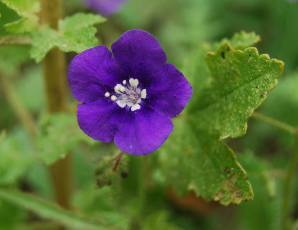 phacelia-parryi-11feb2015-3