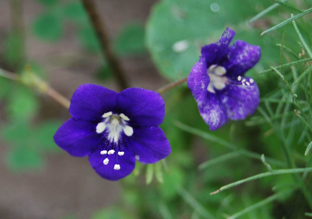 phacelia-parryi-11feb2015-31