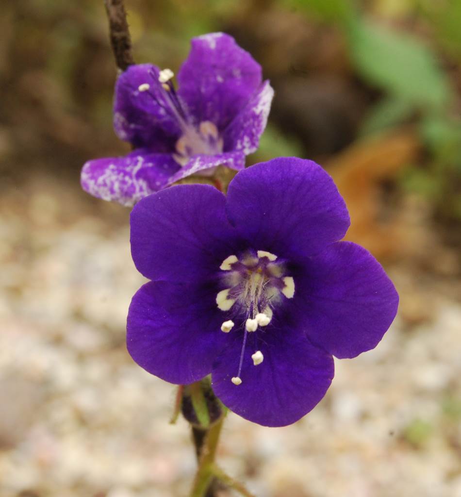 phacelia-parryi-11feb2015-39