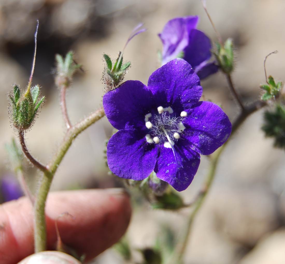 phacelia-parryi-12may2014-5