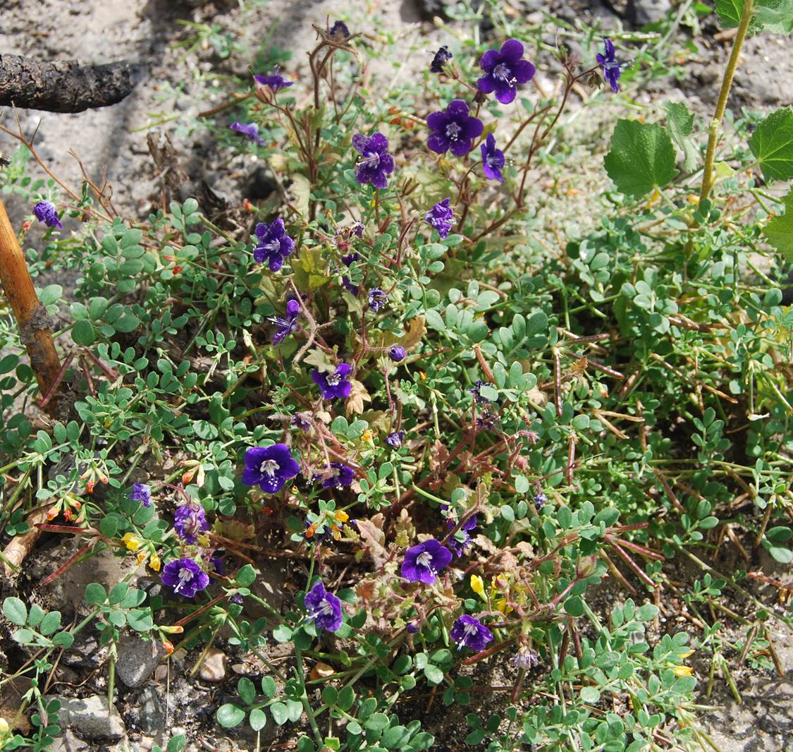 phacelia-parryi-13june2014-19