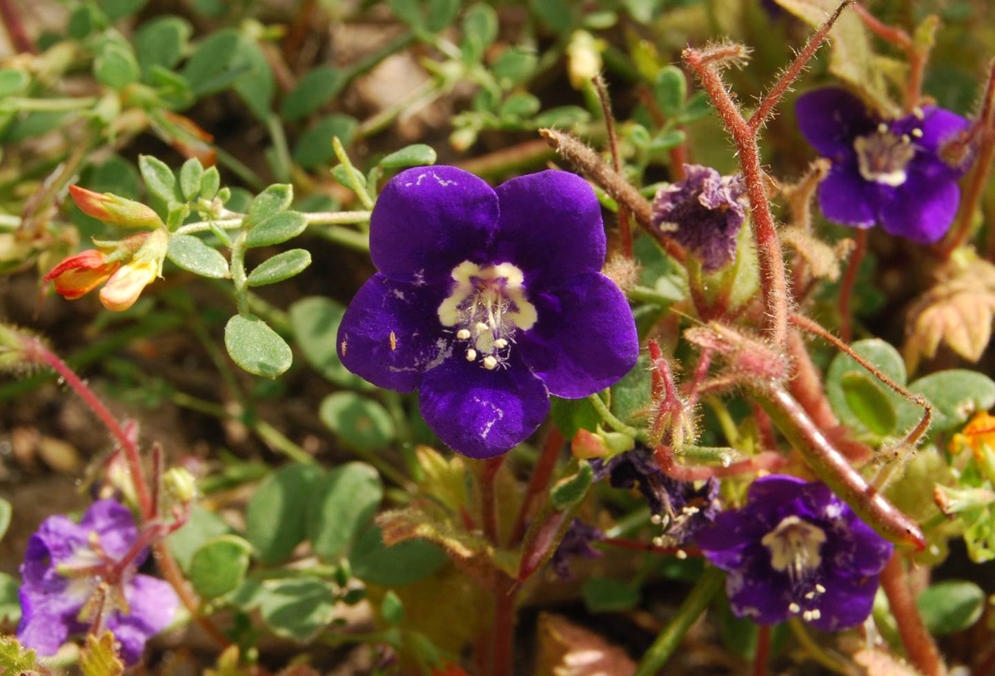phacelia-parryi-13june2014-24