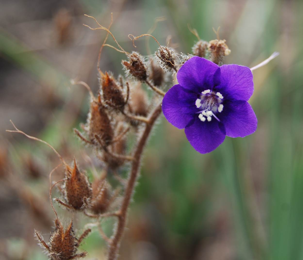 phacelia-parryi-13june2014-4