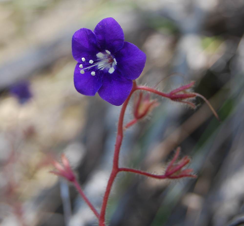 phacelia parryi