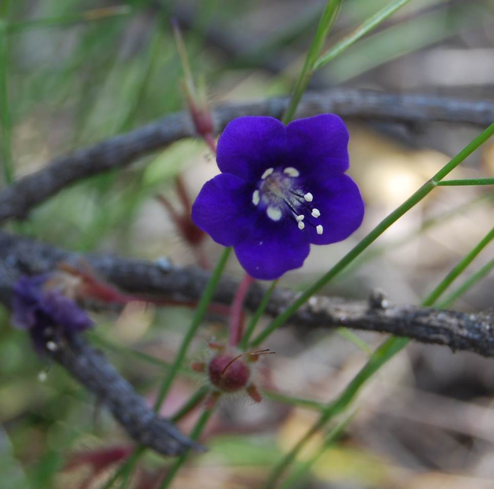 phacelia-parryi