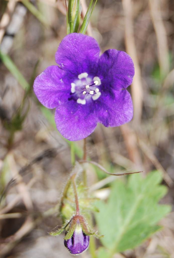 phacelia parryi