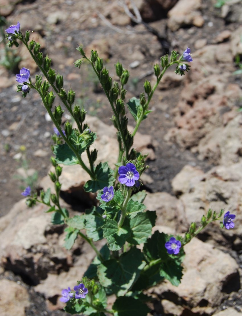 phacelia-viscida-12may2014-2