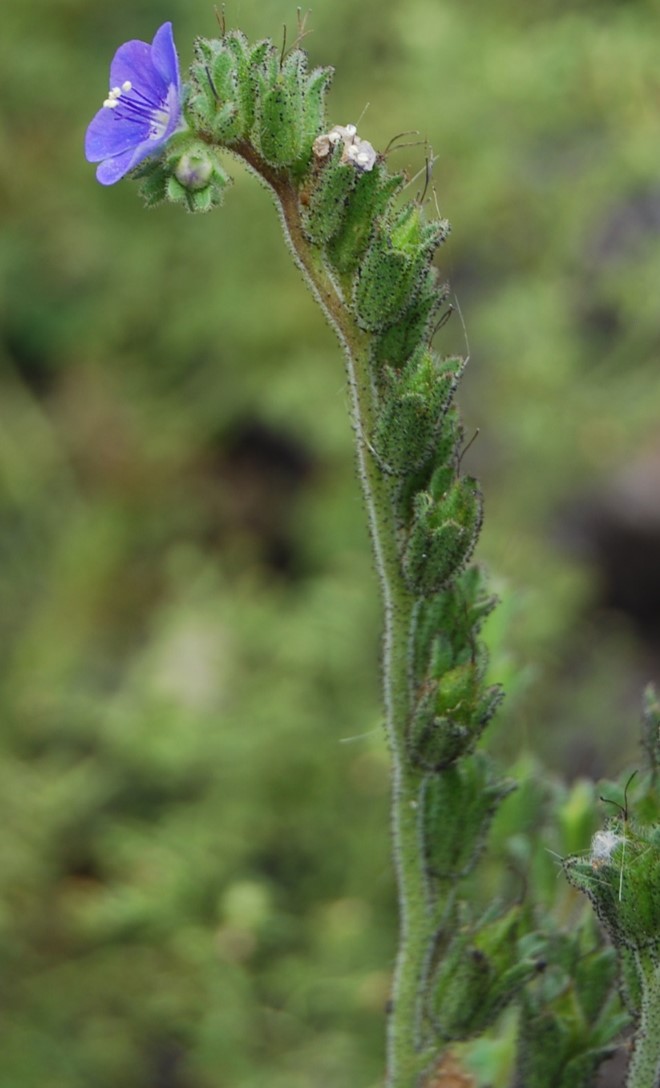 phacelia-viscida-20may2014-1