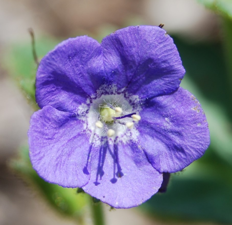 phacelia-viscida-23may2014-2