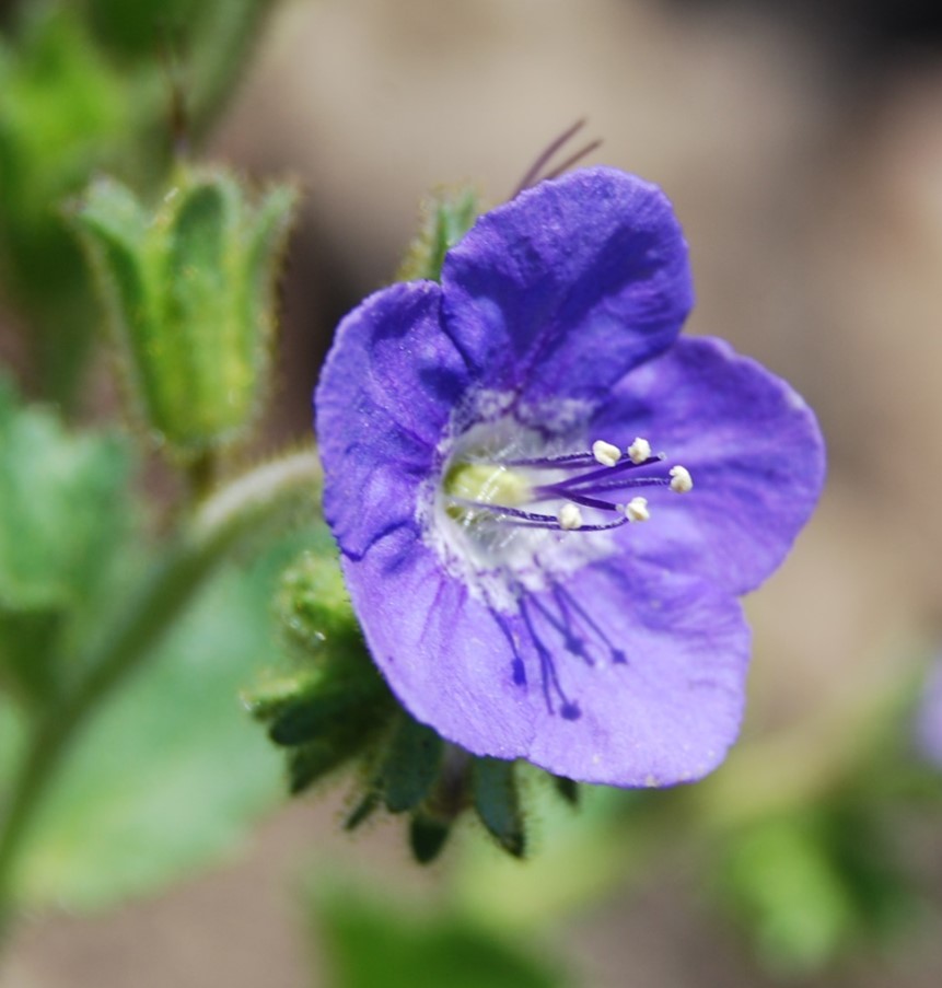 phacelia-viscida-23may2014-3