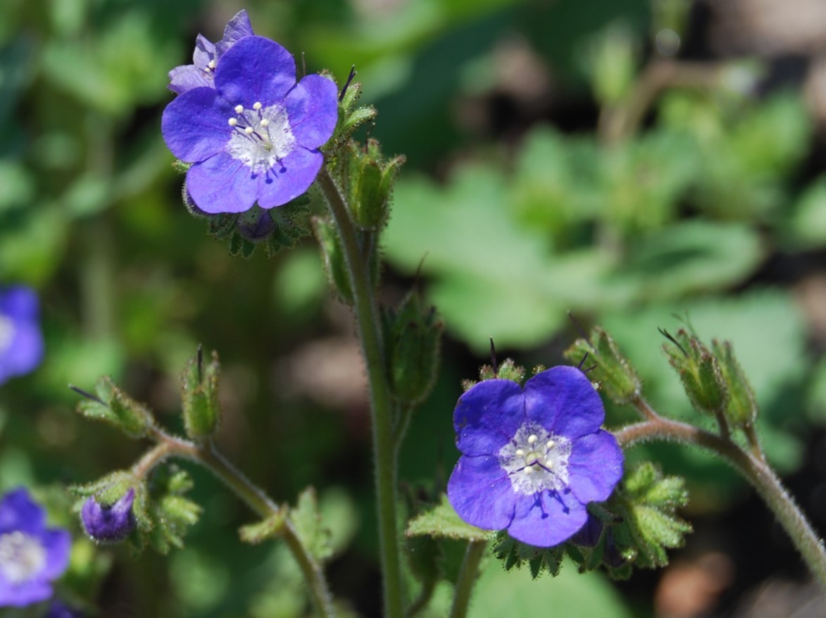 phacelia-viscida-26apr2014-10