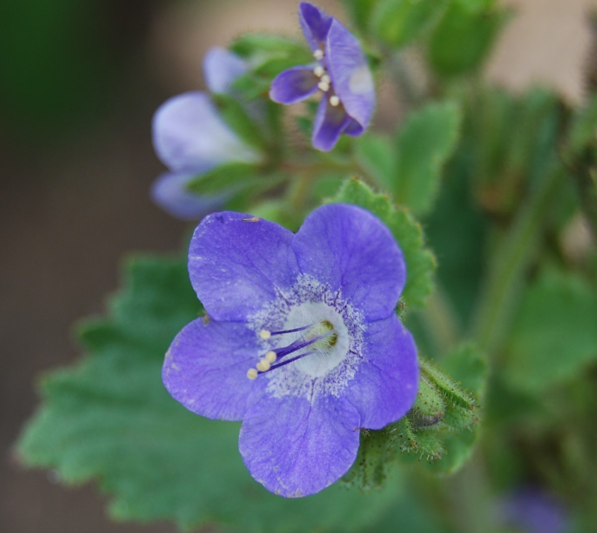 phacelia-viscida-29may2014-14