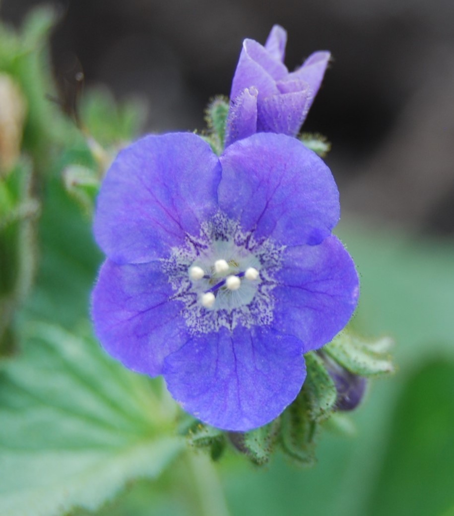 phacelia-viscida-29may2014-6