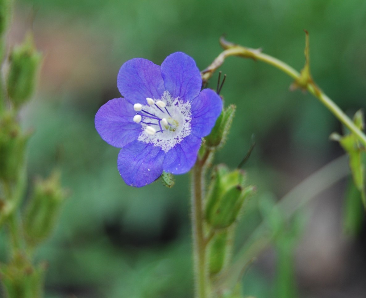 phacelia-viscida-9june2014-1