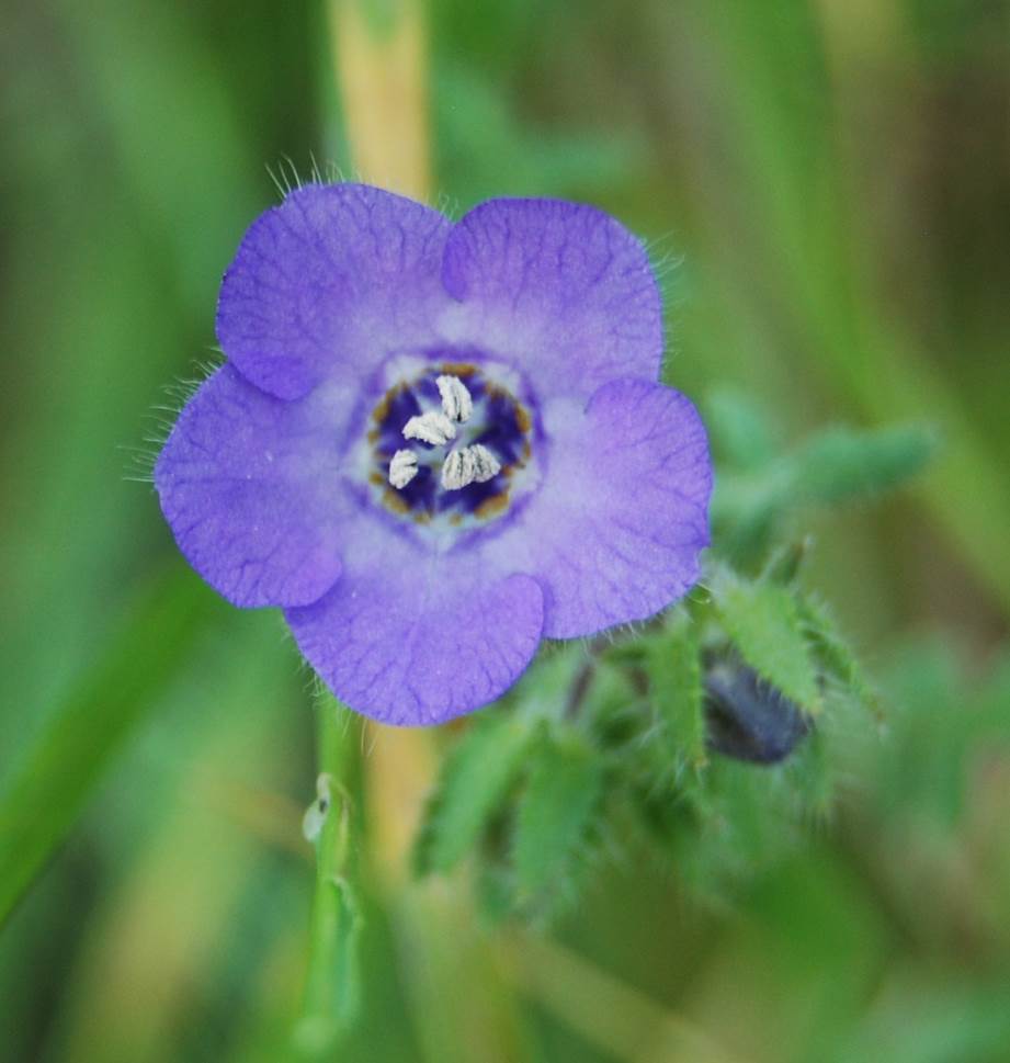 pholistoma-auritum-10apr2013-3