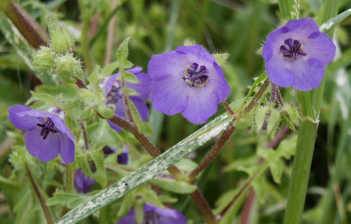 pholistoma-auritum-16feb2005-3