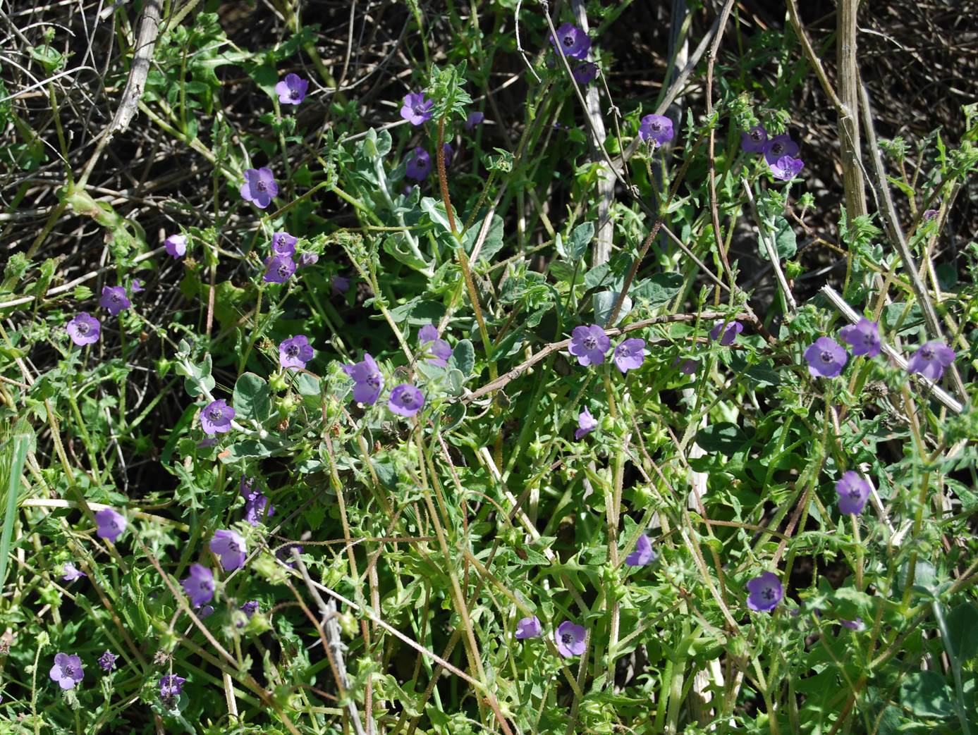 pholistoma-auritum-28mar2008-5