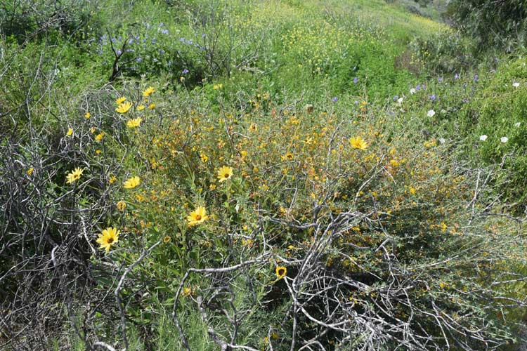 Encelia 3
