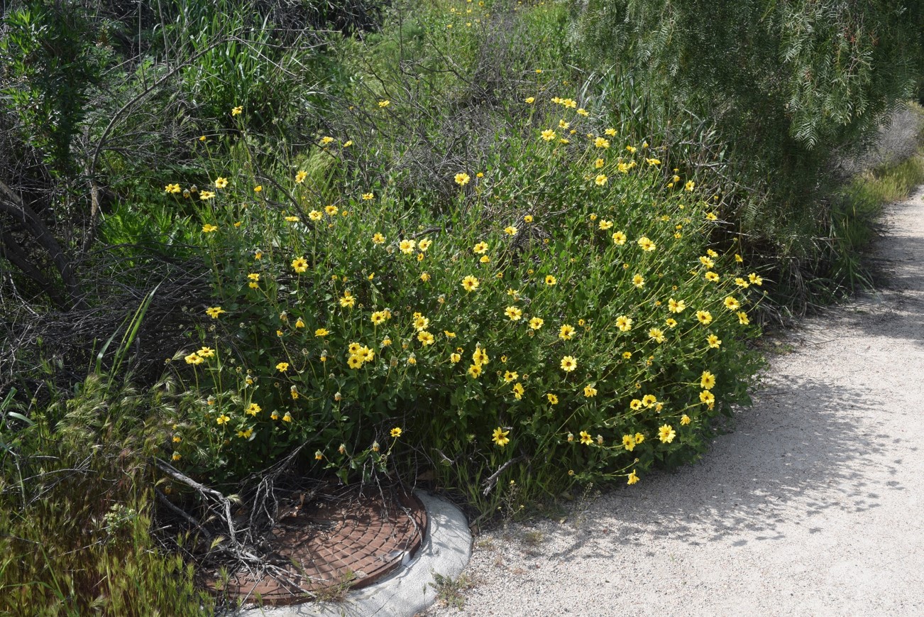 Encelia 1