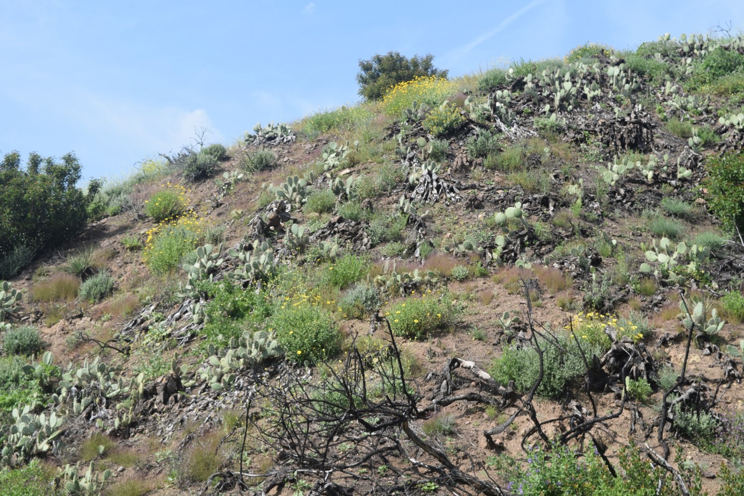 Encelia 2