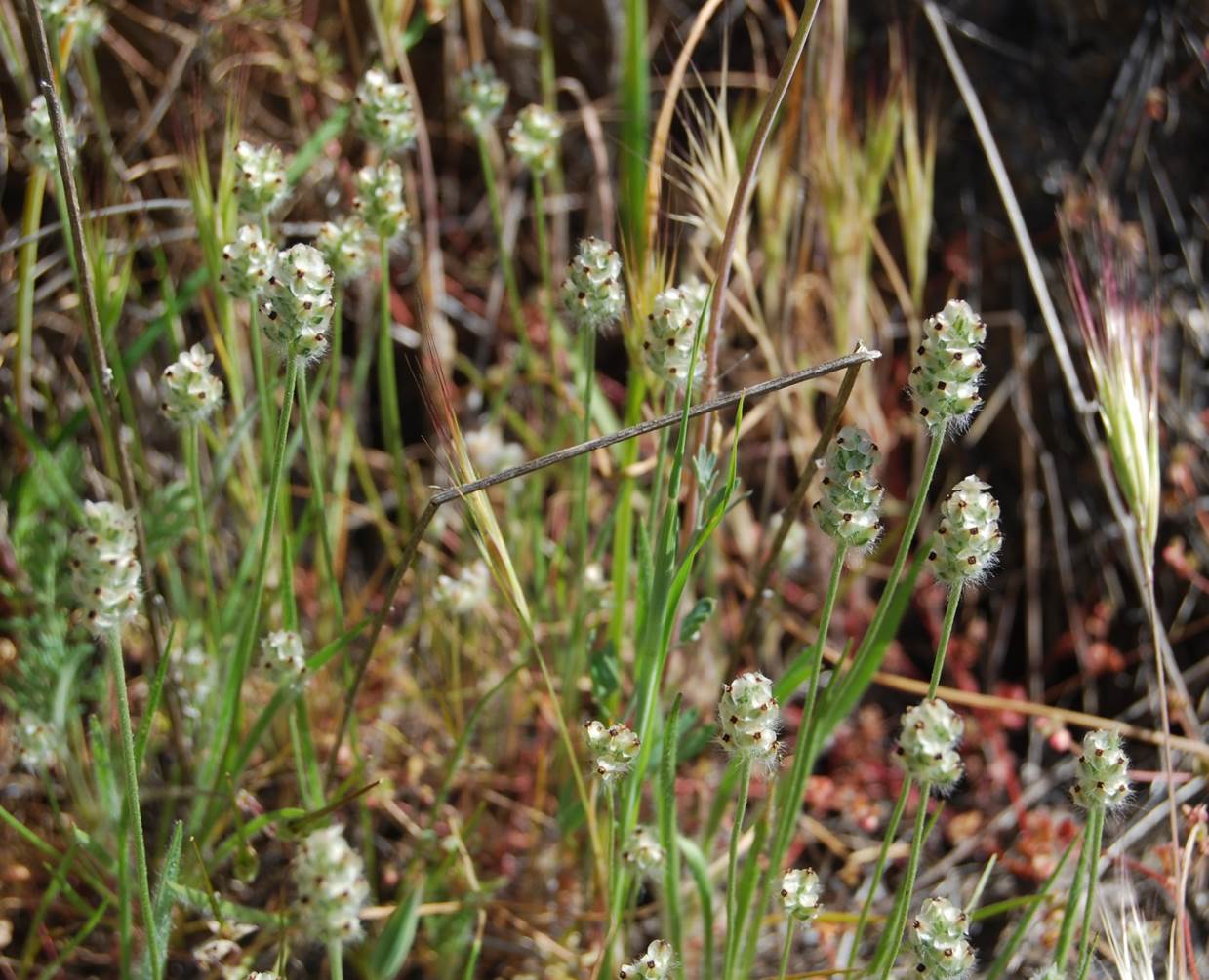 plantago-erecta-28mar2008-1