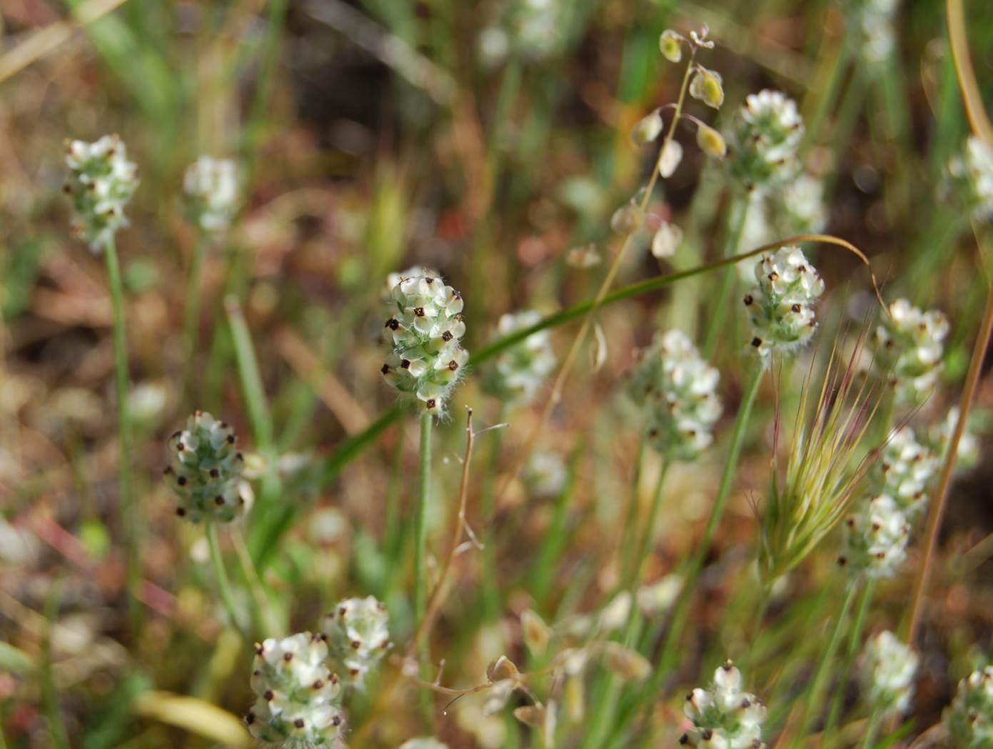 plantago-erecta-28mar2008-2