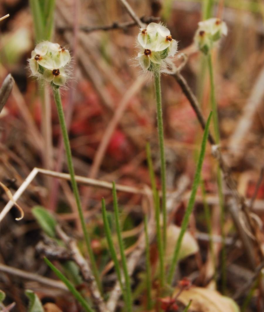plantago-erecta-5mar2013-2