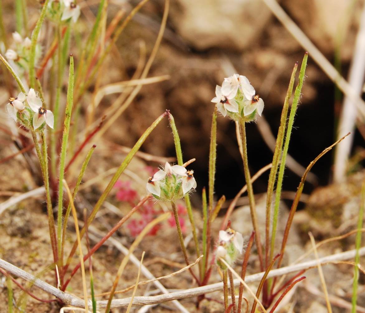 plantago-erecta-5mar2013-5