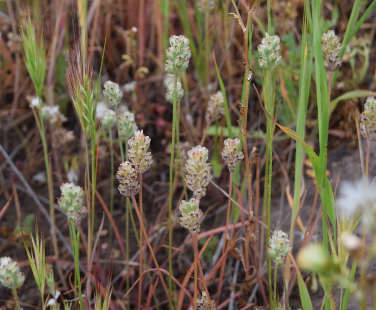 plantago-erecta-9apr2016-1