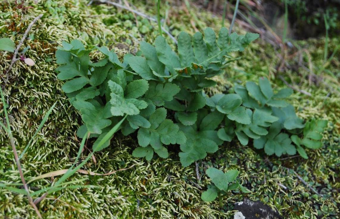 polypodium-21feb2013-1