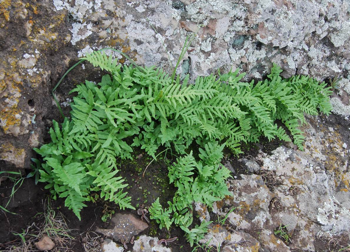 polypodium-21feb2013-2