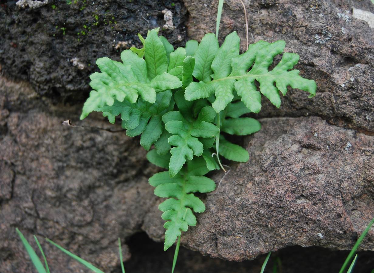 polypodium-29jan2013