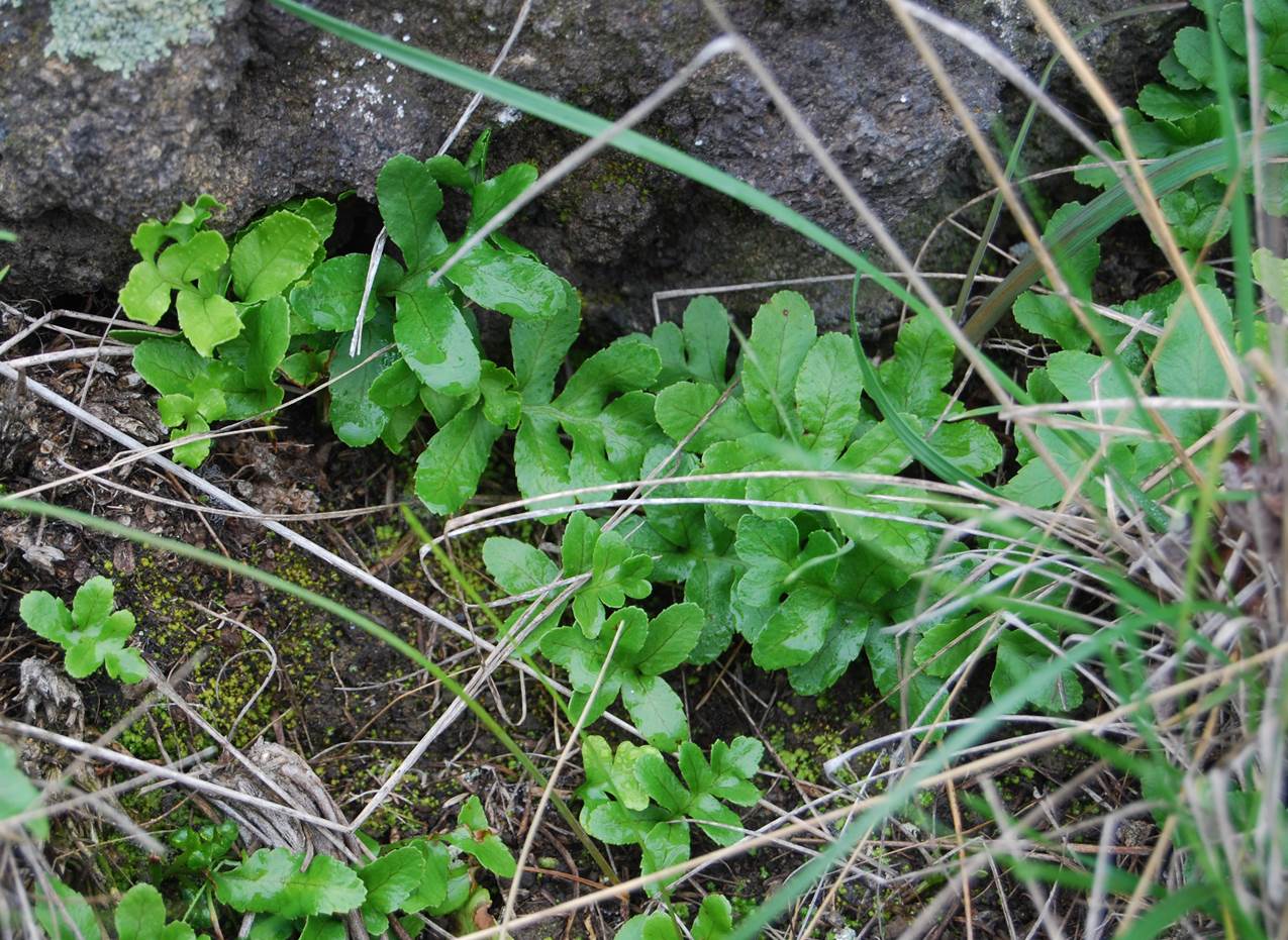 polypodium-5feb2013