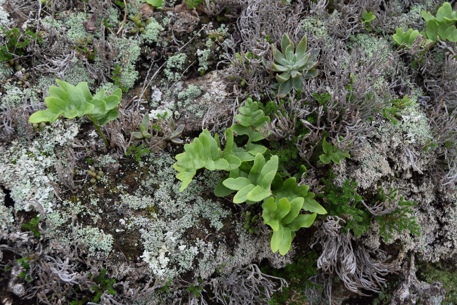 polypodium-californicum-10mar2016-2