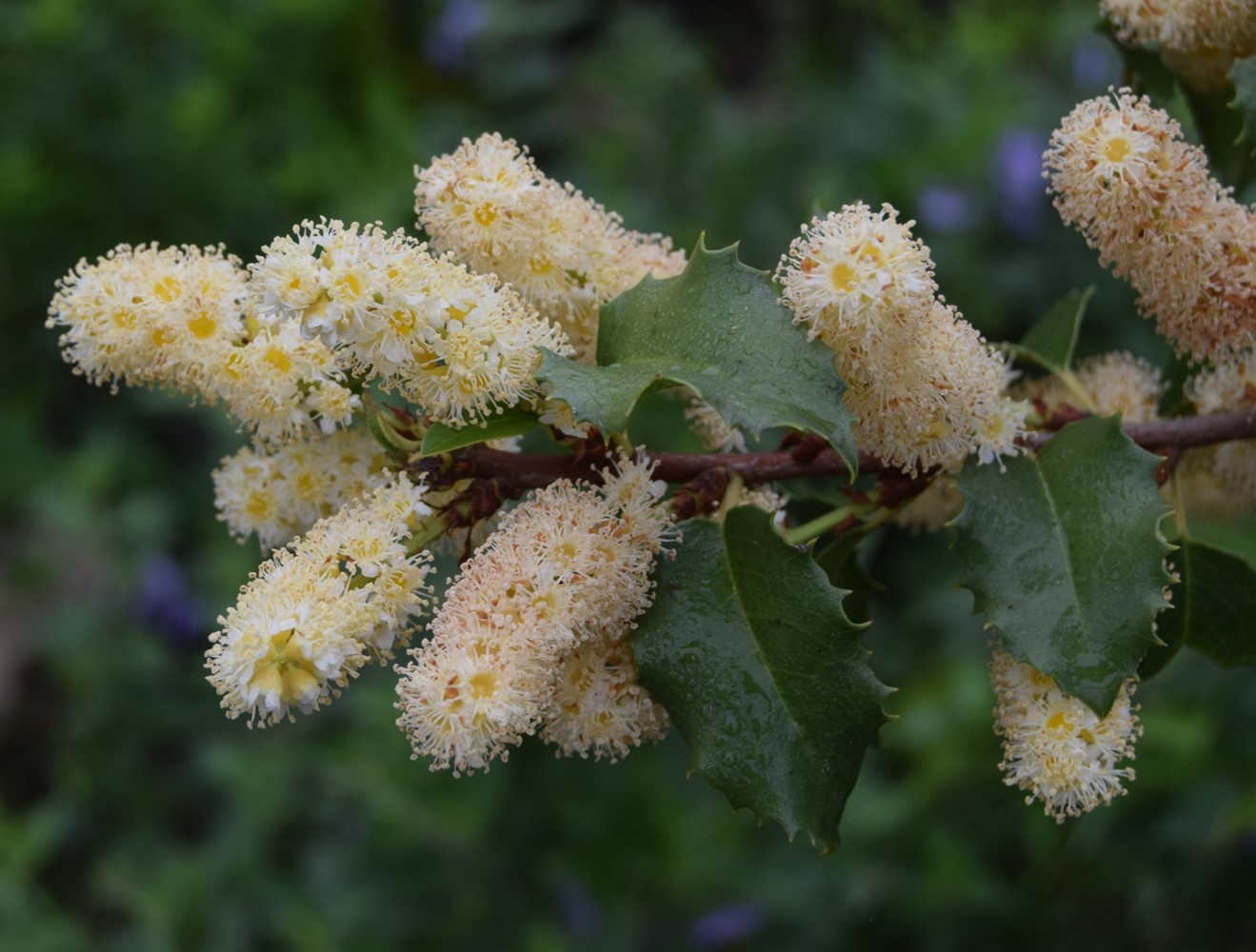 prunus-ilicifolia-20mar2016-14
