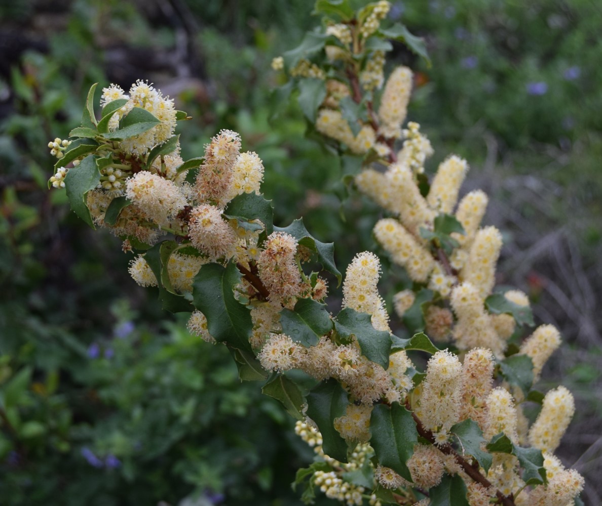 prunus-ilicifolia-20mar2016-17