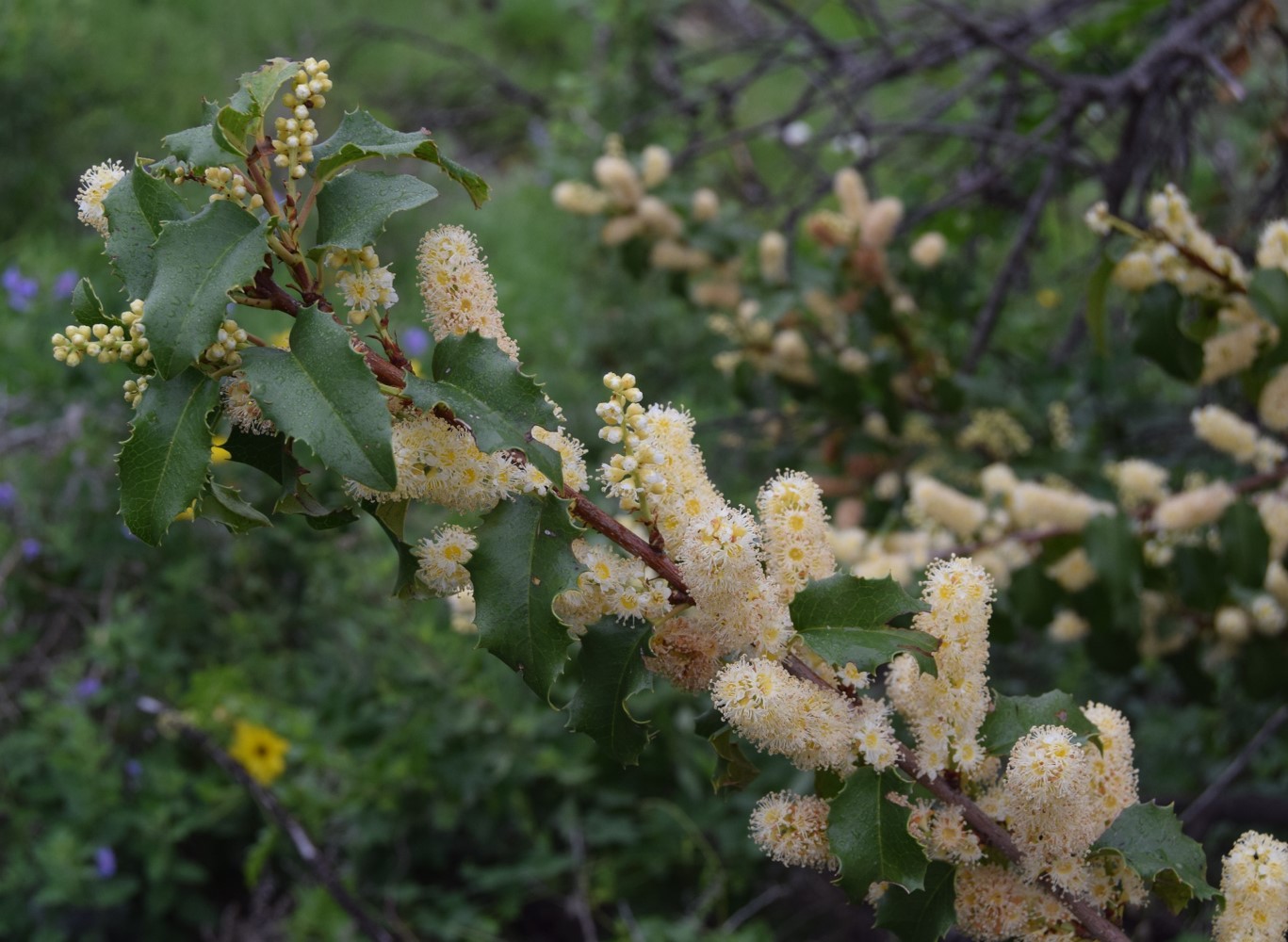 prunus-ilicifolia-20mar2016-3