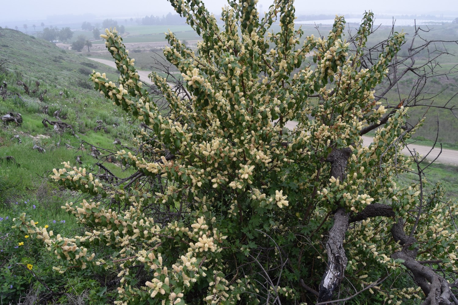 prunus-ilicifolia-20mar2016-5