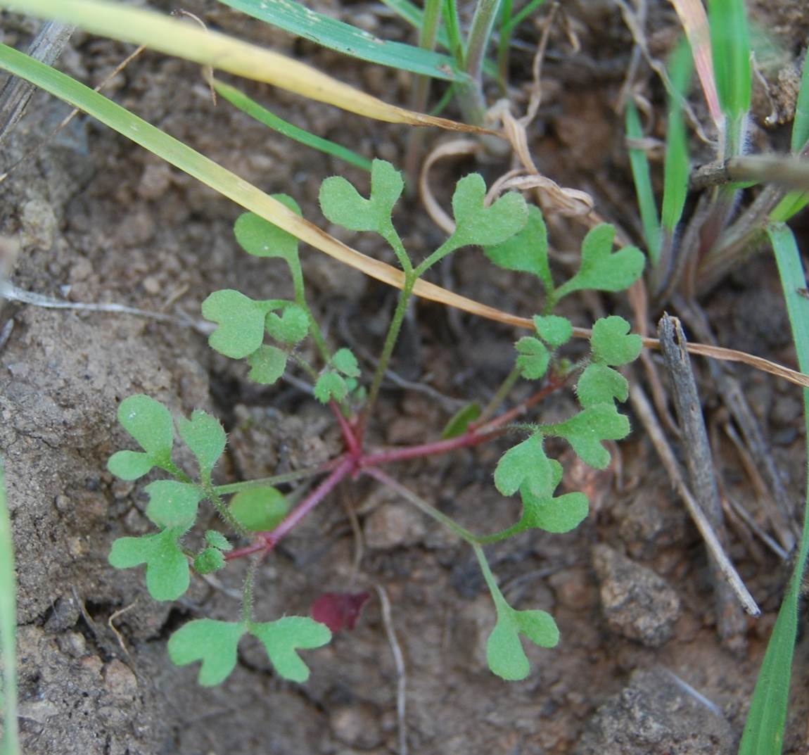pterostegia-drym…arioides-15feb2013-2