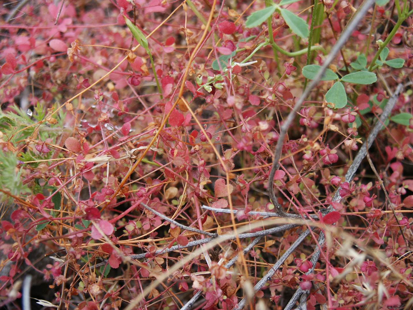pterostegia-drym…arioides-25may2003-b