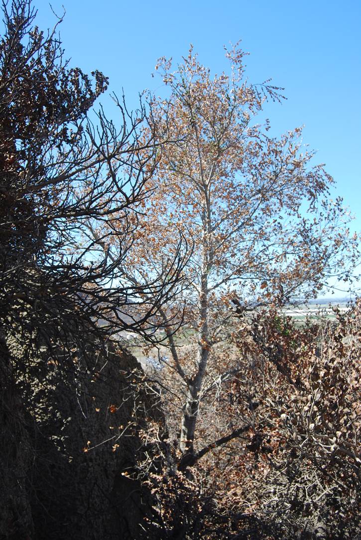 quercus-agrifolia-24sept2013-1