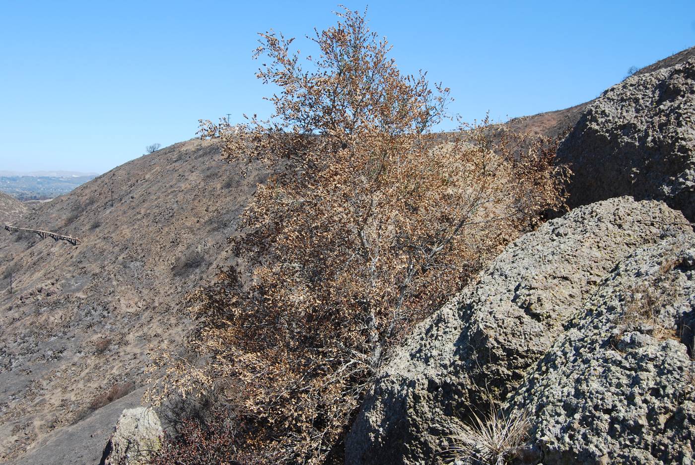 quercus-agrifolia-24sept2013-2